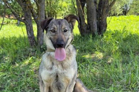 В дар собаку. Небольшая собака Берли в приюте. Фото4