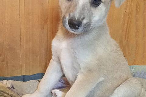 В дар собаку. Маленькое облачко Бэлла, ласковый щеночек в добрые руки. Фото1