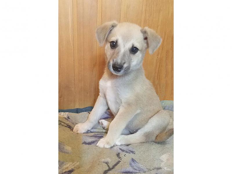 В дар собаку