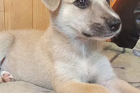 В дар собаку. Маленькое облачко Бэлла, ласковый щеночек в добрые руки. Фото2