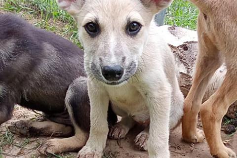 В дар собаку. Маленькое облачко Бэлла, ласковый щеночек в добрые руки. Фото3