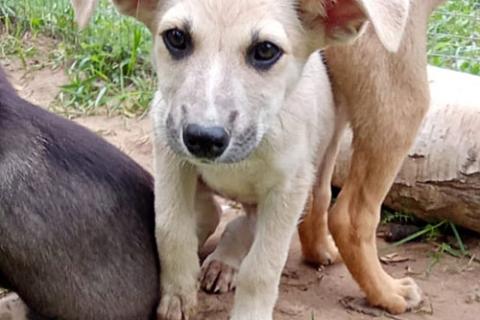 В дар собаку. Маленькое облачко Бэлла, ласковый щеночек в добрые руки. Фото4