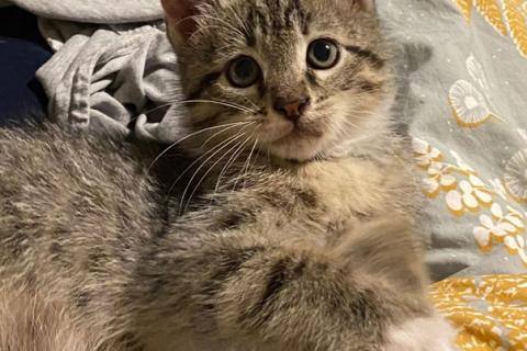 В дар кошку. Ищет дом ласковый котенок Кай. Фото1