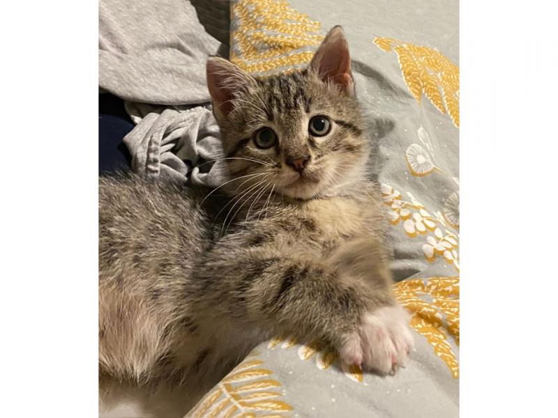 В дар кошку