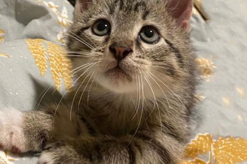 В дар кошку. Ищет дом ласковый котенок Кай. Фото2