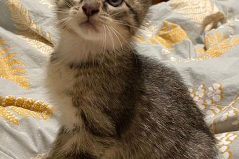 В дар кошку. Ищет дом ласковый котенок Кай. Фото3