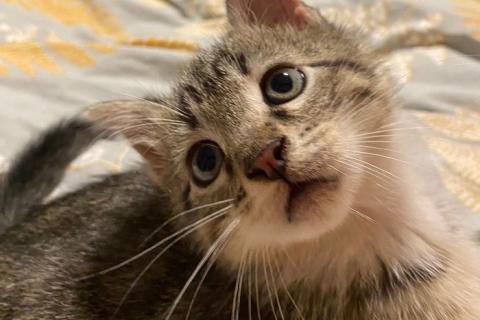 В дар кошку. Ищет дом ласковый котенок Кай. Фото4