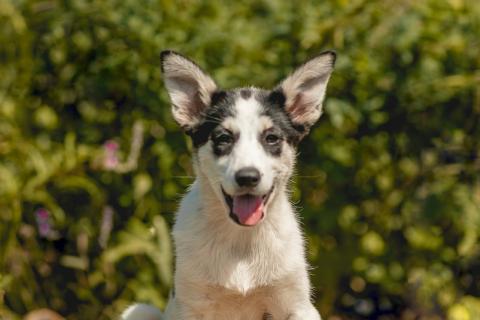 В дар собаку. Щенки метисы овчарки в добрые руки. Фото1