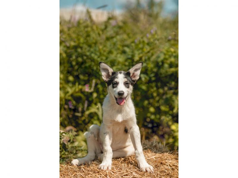 В дар собаку