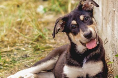 В дар собаку. Щенки метисы овчарки в добрые руки. Фото2