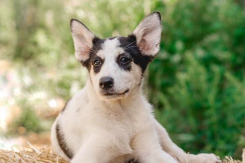 В дар собаку. Щенки метисы овчарки в добрые руки. Фото3