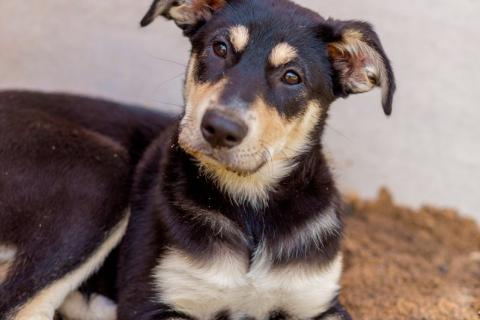 В дар собаку. Щенки метисы овчарки в добрые руки. Фото4