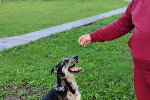 В дар собаку. Умнейший пёс окраса мерль Генри в добрые руки. Фото1