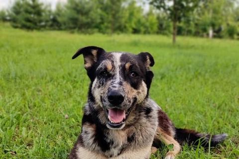 В дар собаку. Умнейший пёс окраса мерль Генри в добрые руки. Фото2