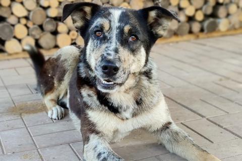 В дар собаку. Умнейший пёс окраса мерль Генри в добрые руки. Фото3