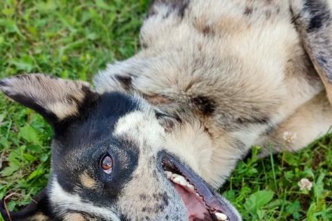 В дар собаку. Умнейший пёс окраса мерль Генри в добрые руки. Фото4