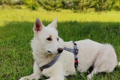 В дар собаку. Метис белой швейцарской овчарки Сахар (Саха) в дар. Фото1