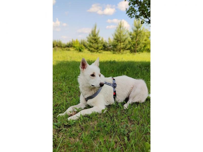 В дар собаку