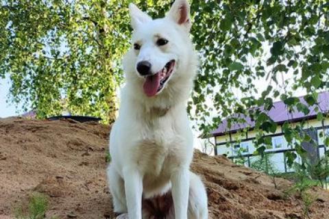 В дар собаку. Метис белой швейцарской овчарки Сахар (Саха) в дар. Фото2