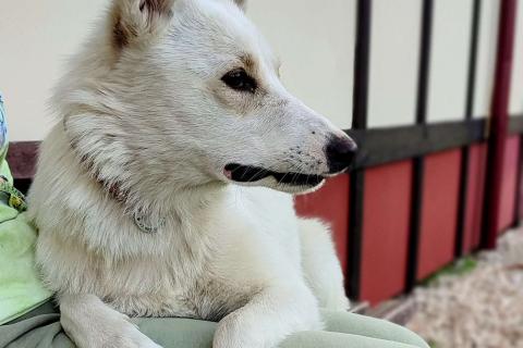 В дар собаку. Метис белой швейцарской овчарки Сахар (Саха) в дар. Фото3