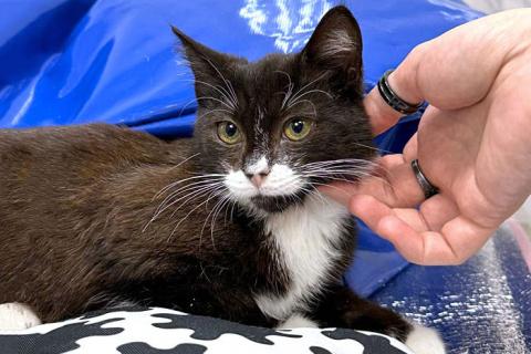 В дар кошку. Ласковый котёнок Муся ищет дом. Фото1