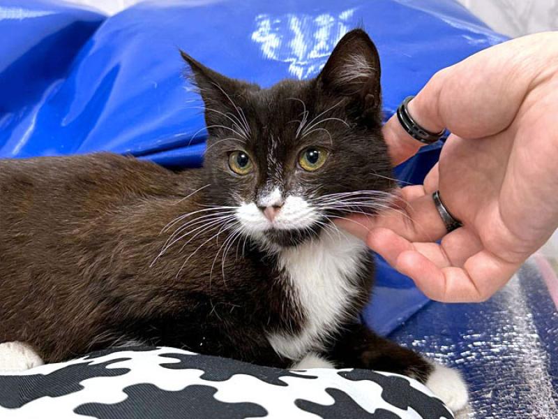 В дар кошку