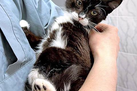 В дар кошку. Ласковый котёнок Муся ищет дом. Фото2