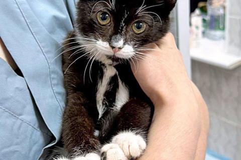 В дар кошку. Ласковый котёнок Муся ищет дом. Фото3