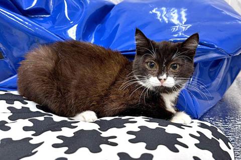 В дар кошку. Ласковый котёнок Муся ищет дом. Фото4