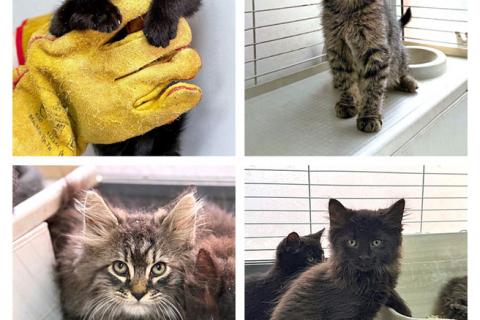 В дар кошку. Пушистое счастье в добрые руки Ищем дом для очаровательных котят. Фото1