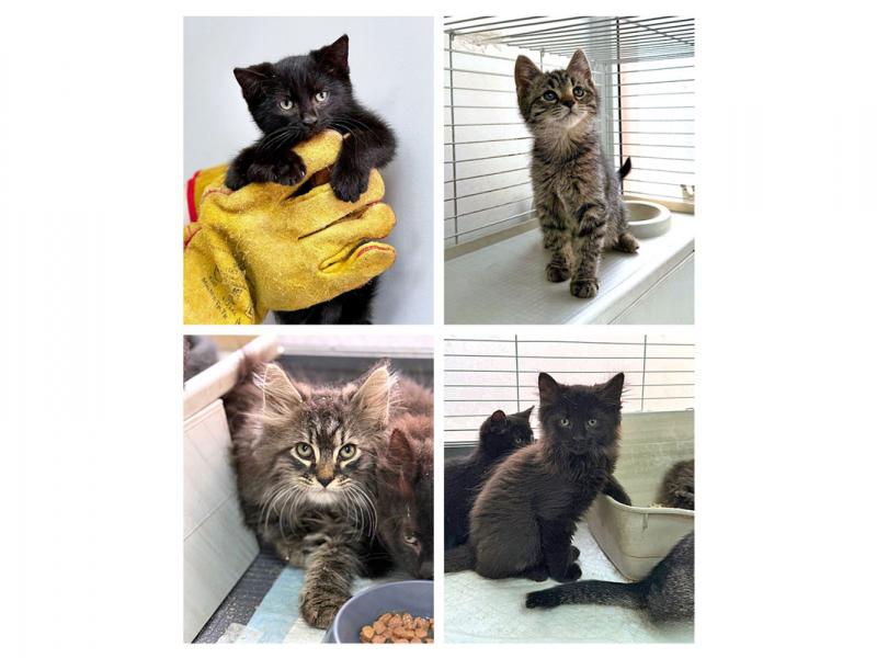 В дар кошку