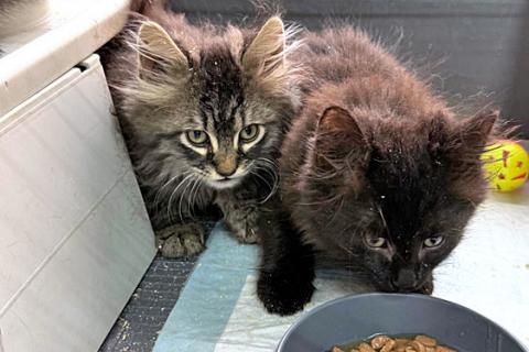 В дар кошку. Пушистое счастье в добрые руки Ищем дом для очаровательных котят. Фото2