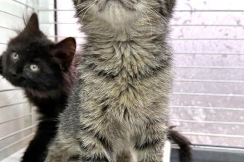 В дар кошку. Пушистое счастье в добрые руки Ищем дом для очаровательных котят. Фото3