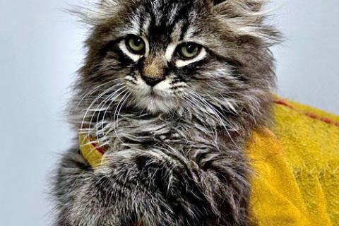 В дар кошку. Пушистое счастье в добрые руки Ищем дом для очаровательных котят. Фото4