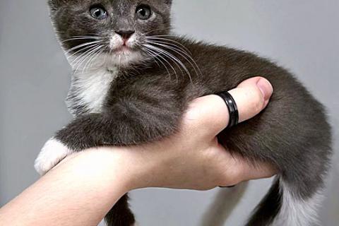 В дар кошку. Спасенное солнышко котенок Алиса ищет дом. Фото1