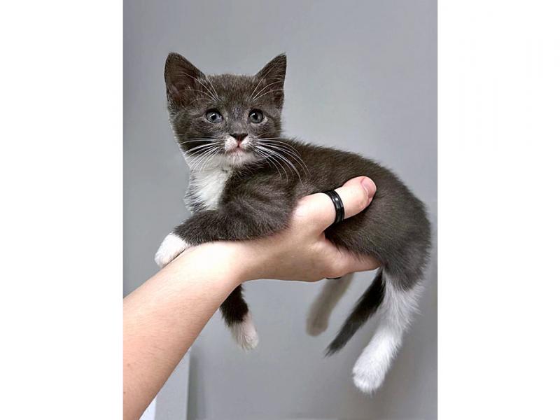 В дар кошку