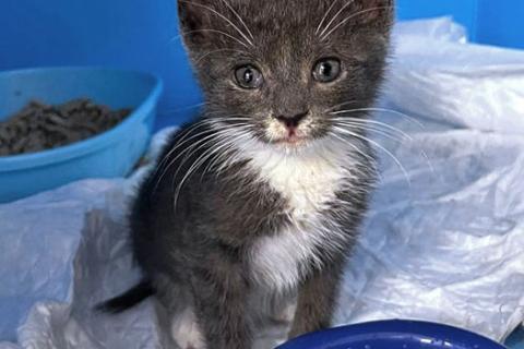 В дар кошку. Спасенное солнышко котенок Алиса ищет дом. Фото2