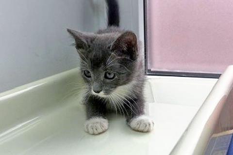 В дар кошку. Спасенное солнышко котенок Алиса ищет дом. Фото3