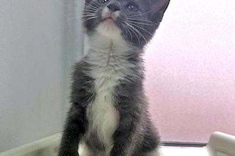 В дар кошку. Спасенное солнышко котенок Алиса ищет дом. Фото4