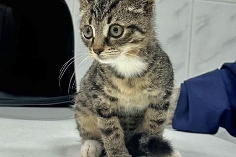 В дар кошку. Ищет дом очаровательный тигровый котёнок Маня . Фото1