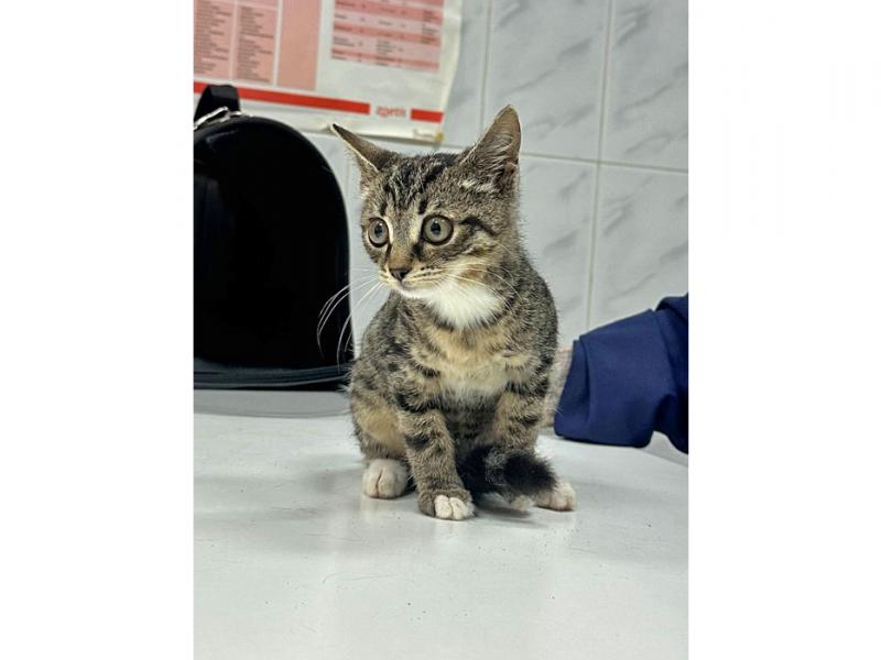 В дар кошку