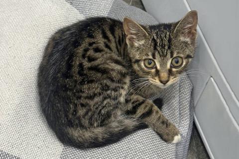 В дар кошку. Ищет дом очаровательный тигровый котёнок Маня . Фото2