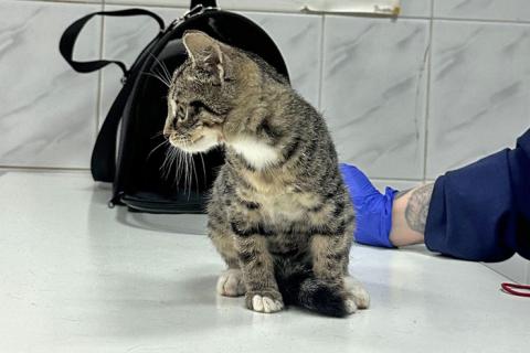 В дар кошку. Ищет дом очаровательный тигровый котёнок Маня . Фото3