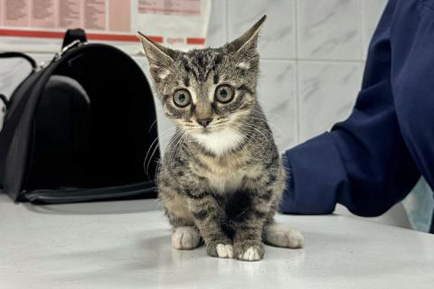 В дар кошку. Ищет дом очаровательный тигровый котёнок Маня . Фото4