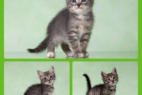 В дар кошку. Котята-тигрята в поисках дома. Фото1