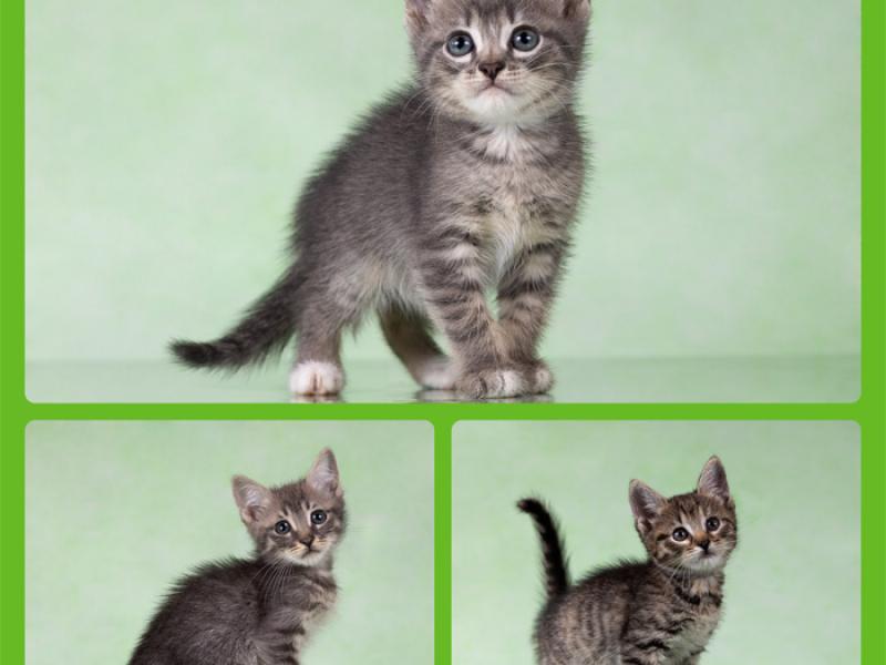 В дар кошку