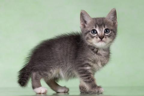 В дар кошку. Котята-тигрята в поисках дома. Фото2