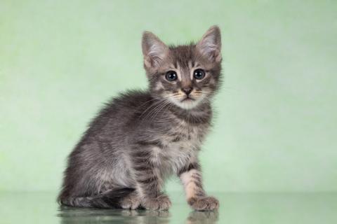 В дар кошку. Котята-тигрята в поисках дома. Фото3