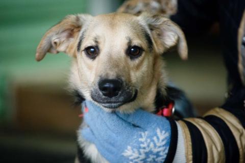 В дар собаку. Маленькая милашка Глория ищет дом. Фото1