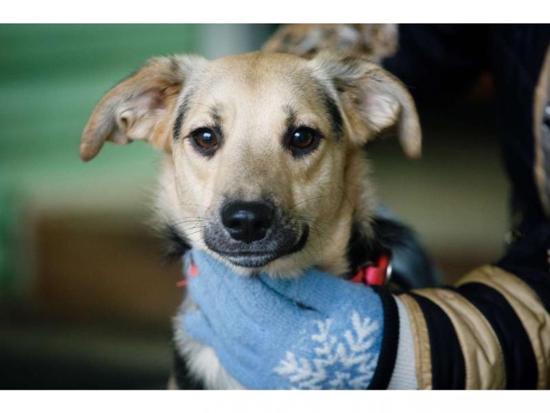 В дар собаку